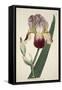 Iris Sambucina (Elder Scented Iris), from the Botanical Magazine or Flower Garden Displayed, Pub. 1-English School-Framed Stretched Canvas