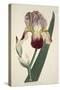 Iris Sambucina (Elder Scented Iris), from the Botanical Magazine or Flower Garden Displayed, Pub. 1-English School-Stretched Canvas