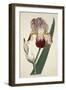 Iris Sambucina (Elder Scented Iris), from the Botanical Magazine or Flower Garden Displayed, Pub. 1-English School-Framed Giclee Print