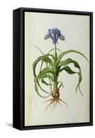 Iris Scorpioides, from `Les Liliacees', 1805-Pierre Joseph Redoute-Framed Stretched Canvas