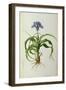 Iris Scorpioides, from `Les Liliacees', 1805-Pierre Joseph Redoute-Framed Giclee Print