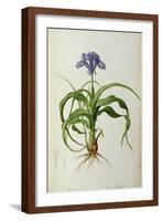 Iris Scorpioides, from `Les Liliacees', 1805-Pierre Joseph Redoute-Framed Giclee Print