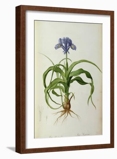 Iris Scorpioides, from `Les Liliacees', 1805-Pierre Joseph Redoute-Framed Giclee Print