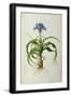 Iris Scorpioides, from `Les Liliacees', 1805-Pierre Joseph Redoute-Framed Giclee Print