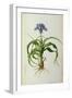Iris Scorpioides, from `Les Liliacees', 1805-Pierre Joseph Redoute-Framed Giclee Print