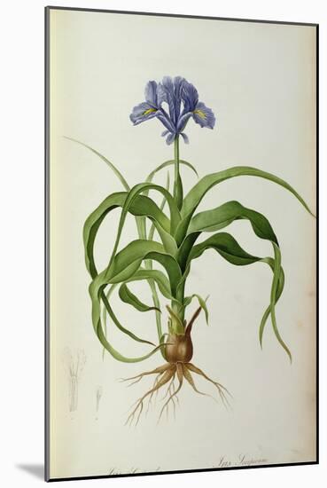 Iris Scorpioides, from `Les Liliacees', 1805-Pierre Joseph Redoute-Mounted Giclee Print