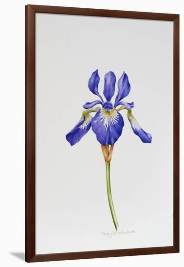 Iris siberica head only-Sally Crosthwaite-Framed Giclee Print