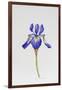 Iris siberica head only-Sally Crosthwaite-Framed Giclee Print