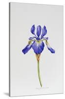 Iris siberica head only-Sally Crosthwaite-Stretched Canvas