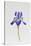 Iris siberica head only-Sally Crosthwaite-Stretched Canvas