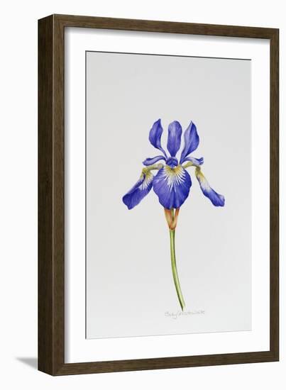 Iris siberica head only-Sally Crosthwaite-Framed Giclee Print