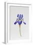 Iris siberica head only-Sally Crosthwaite-Framed Giclee Print