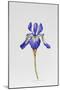 Iris siberica head only-Sally Crosthwaite-Mounted Giclee Print