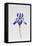 Iris siberica head only-Sally Crosthwaite-Framed Stretched Canvas