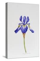 Iris siberica head only-Sally Crosthwaite-Stretched Canvas