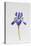Iris siberica head only-Sally Crosthwaite-Stretched Canvas