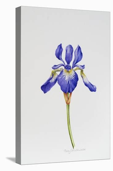 Iris siberica head only-Sally Crosthwaite-Stretched Canvas