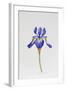 Iris siberica head only-Sally Crosthwaite-Framed Giclee Print