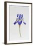 Iris siberica head only-Sally Crosthwaite-Framed Giclee Print