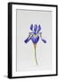 Iris siberica head only-Sally Crosthwaite-Framed Giclee Print