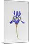 Iris siberica head only-Sally Crosthwaite-Mounted Giclee Print