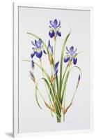 Iris sibirica-Sally Crosthwaite-Framed Giclee Print