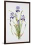 Iris sibirica-Sally Crosthwaite-Framed Giclee Print