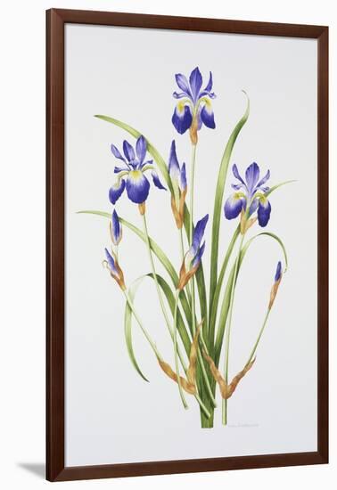 Iris sibirica-Sally Crosthwaite-Framed Giclee Print