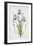 Iris sibirica-Sally Crosthwaite-Framed Giclee Print