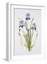 Iris sibirica-Sally Crosthwaite-Framed Giclee Print