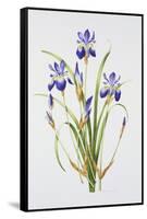 Iris sibirica-Sally Crosthwaite-Framed Stretched Canvas