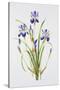 Iris sibirica-Sally Crosthwaite-Stretched Canvas