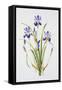 Iris sibirica-Sally Crosthwaite-Framed Stretched Canvas