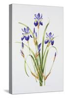 Iris sibirica-Sally Crosthwaite-Stretched Canvas