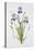 Iris sibirica-Sally Crosthwaite-Stretched Canvas