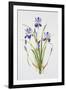 Iris sibirica-Sally Crosthwaite-Framed Premium Giclee Print