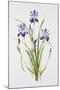 Iris sibirica-Sally Crosthwaite-Mounted Premium Giclee Print