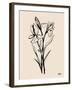 Iris Sketch I-Grace Popp-Framed Art Print