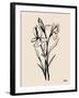 Iris Sketch I-Grace Popp-Framed Art Print