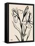 Iris Sketch IV-Grace Popp-Framed Stretched Canvas