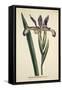 Iris Spuria (Spurios Iris), from the Botanical Magzaine or Flower Garden Displayed, Pub. 1790 (Hand-English School-Framed Stretched Canvas