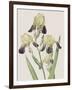 Iris Squalens-Pierre Joseph Redoute-Framed Giclee Print