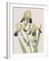 Iris Squalens-Pierre Joseph Redoute-Framed Giclee Print