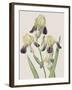 Iris Squalens-Pierre Joseph Redoute-Framed Giclee Print