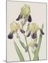 Iris Squalens-Pierre Joseph Redoute-Mounted Giclee Print