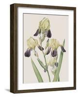 Iris Squalens-Pierre Joseph Redoute-Framed Giclee Print