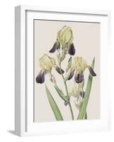 Iris Squalens-Pierre Joseph Redoute-Framed Giclee Print