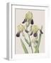 Iris Squalens-Pierre Joseph Redoute-Framed Giclee Print