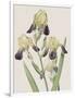 Iris Squalens-Pierre Joseph Redoute-Framed Giclee Print