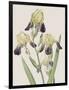 Iris Squalens-Pierre Joseph Redoute-Framed Giclee Print